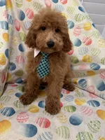 Blaze , a male Poodle - Miniature  for sale in Merritt Island, FL – Photo 2 of 5