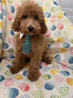 Blaze , a male Poodle - Miniature  for sale in Merritt Island, FL – Photo 3 of 5