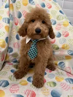 Blaze , a male Poodle - Miniature  for sale in Merritt Island, FL – Photo 1 of 5