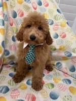 Blaze , a male Poodle - Miniature  for sale in Merritt Island, FL – Photo 5 of 5