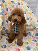 Blaze , a male Poodle - Miniature  for sale in Merritt Island, FL – Photo 4 of 5