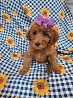 Ruby , a female Poodle - Miniature  for sale in Merritt Island, FL – 3 of 4
