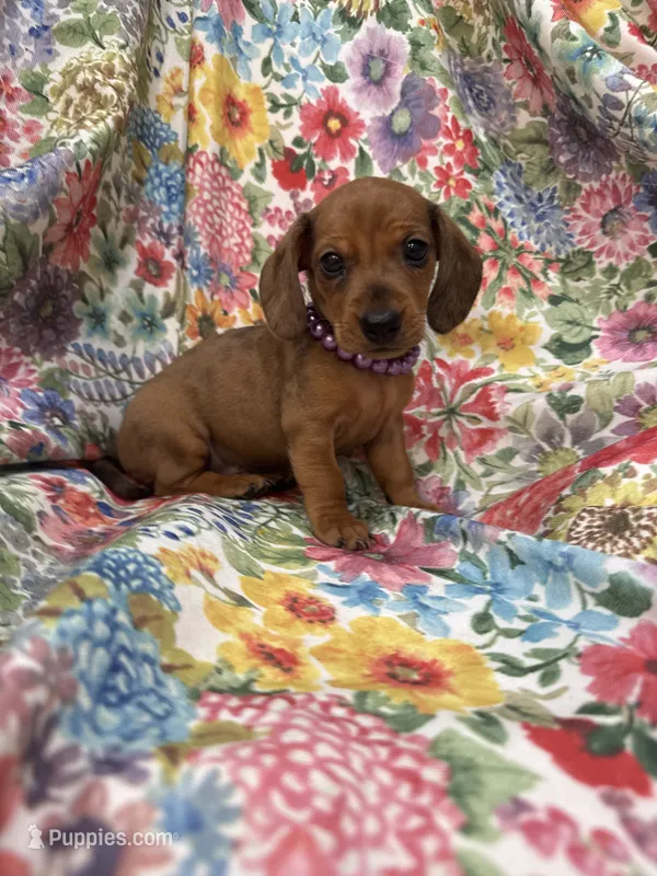 Peebles  – Miniature Dachshund puppy for sale in Merritt Island, FL