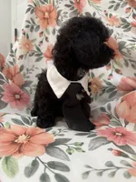 Oreo , a male Shihpoo for sale in Merritt Island, FL – 4 of 8