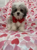Gizmo , a male Mal Shi for sale in Merritt Island, FL – 6 of 10