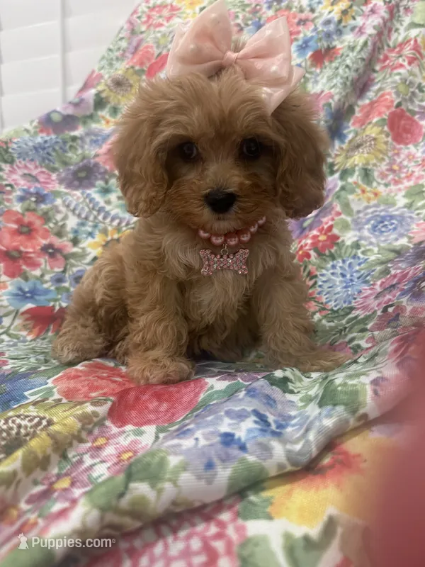 Scarlett – Poodle - Miniature , Cavachon puppy for sale in Merritt Island, FL