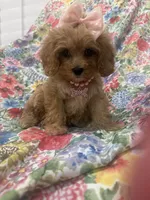 Scarlett, a female Poodle - Miniature  and Cavachon for sale in Merritt Island, FL – 1 of 10
