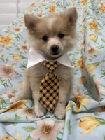 Mr. Fox, a male Pomeranian for sale in Merritt Island, FL – 9 of 10