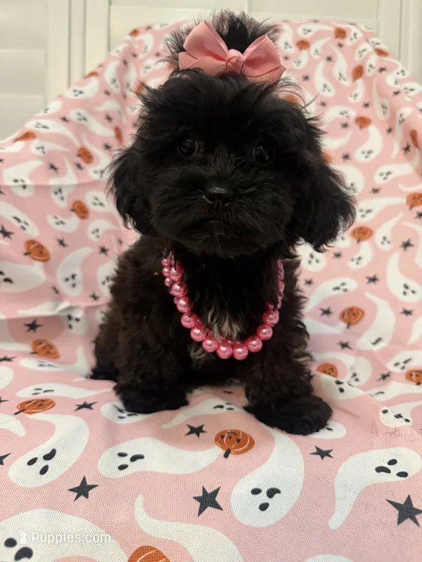 Jade  – Shihpoo puppy for sale in Merritt Island, FL