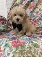 Peaches 🍑 , a male Maltipoo for sale in Merritt Island, FL – 4 of 9