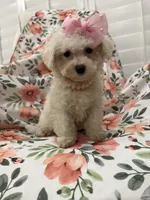 Lilly, a female Bichon Frise for sale in Merritt Island, FL – 7 of 9