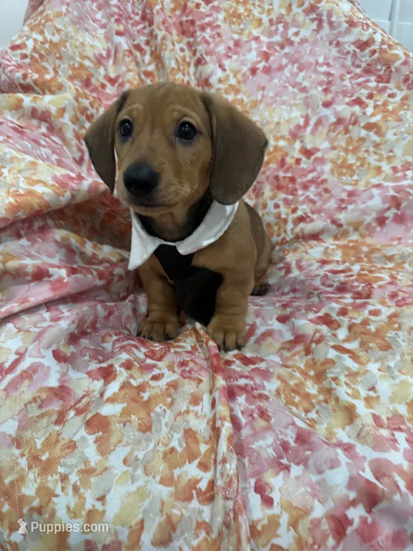 Scrappy  – Miniature Dachshund puppy for sale in Merritt Island, FL