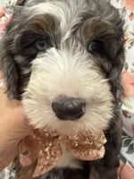 Slater , a male Bernedoodle for sale in Merritt Island, FL – 3 of 10