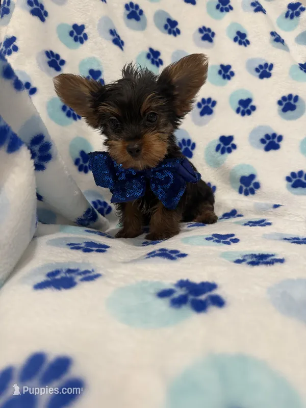 Milo  – Yorkshire Terrier puppy for sale in Merritt Island, FL