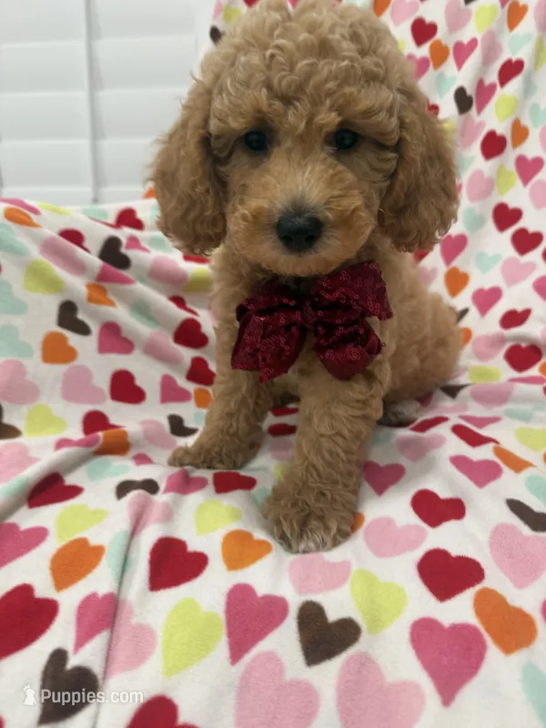 Jordan  – Poodle - Miniature  puppy for sale in Merritt Island, FL