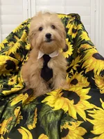 Jax , a male Yorkipoo for sale in Merritt Island, FL – 6 of 7