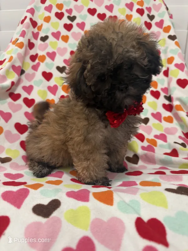 Gizmo  – Shihpoo puppy for sale in Merritt Island, FL