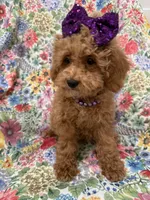 Violet , a female Poodle - Miniature  for sale in Merritt Island, FL – 4 of 10