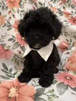 Oreo , a male Shihpoo for sale in Merritt Island, FL – 7 of 8