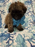 Gizmo , a male Shihpoo for sale in Merritt Island, FL – 3 of 6