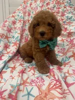 Cooper, a male Poodle - Miniature  for sale in Merritt Island, FL – 5 of 10