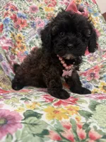 Zoey , a female Shihpoo for sale in Merritt Island, FL – 9 of 9