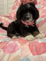 Bella , a female Bernedoodle for sale in Merritt Island, FL – 4 of 10