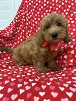 Rex , a male Miniature Goldendoodle for sale in Merritt Island, FL – 2 of 10