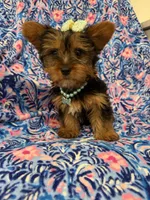 Allie , a female Yorkshire Terrier for sale in Merritt Island, FL – Photo 4 of 9