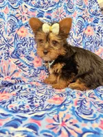 Allie , a female Yorkshire Terrier for sale in Merritt Island, FL – Photo 8 of 9