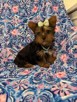 Allie , a female Yorkshire Terrier for sale in Merritt Island, FL – Photo 9 of 9