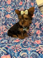 Allie , a female Yorkshire Terrier for sale in Merritt Island, FL – Photo 5 of 9