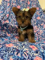 Allie , a female Yorkshire Terrier for sale in Merritt Island, FL – Photo 3 of 9