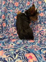 Allie , a female Yorkshire Terrier for sale in Merritt Island, FL – Photo 2 of 9