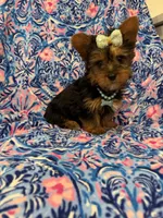 Allie , a female Yorkshire Terrier for sale in Merritt Island, FL – Photo 7 of 9