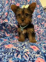 Allie , a female Yorkshire Terrier for sale in Merritt Island, FL – Photo 6 of 9