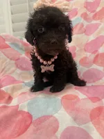 Zoey , a female Poodle - Toy  for sale in Merritt Island, FL – 2 of 2