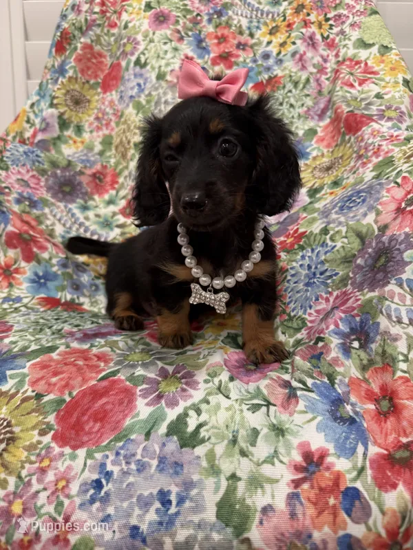 Haley  – Miniature Dachshund puppy on hold in Merritt Island, FL