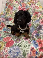 Haley , a female Miniature Dachshund for sale in Merritt Island, FL – 1 of 10