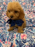 Cameron , a male Poodle - Miniature  and Cavachon for sale in Merritt Island, FL – 3 of 5