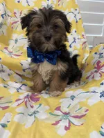 Bryce , a male Morkie for sale in Merritt Island, FL – Photo 3 of 7