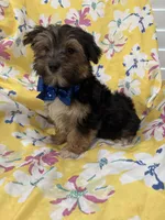 Bryce , a male Morkie for sale in Merritt Island, FL – Photo 7 of 7