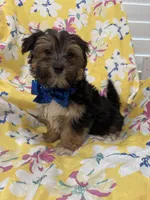 Bryce , a male Morkie for sale in Merritt Island, FL – Photo 4 of 7