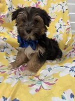Bryce , a male Morkie for sale in Merritt Island, FL – Photo 5 of 7