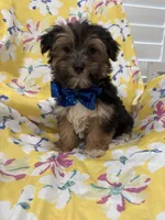 Bryce , a male Morkie for sale in Merritt Island, FL – Photo 2 of 7