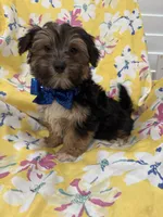 Bryce , a male Morkie for sale in Merritt Island, FL – Photo 1 of 7