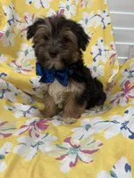 Bryce , a male Morkie for sale in Merritt Island, FL – Photo 6 of 7