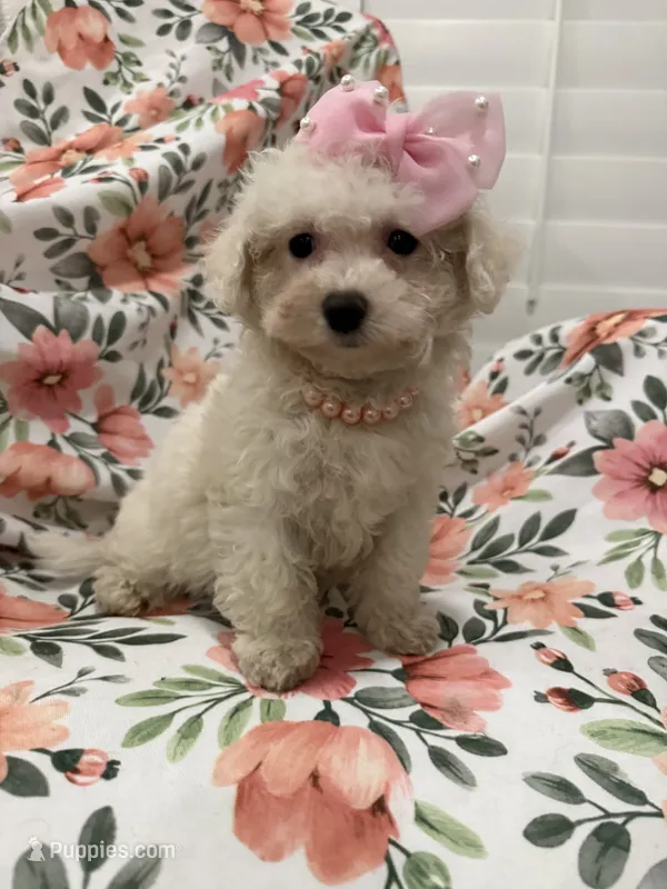 Lilly – Bichon Frise puppy for sale in Merritt Island, FL