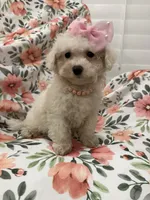 Lilly, a female Bichon Frise for sale in Merritt Island, FL – 1 of 9