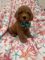 Cooper, a male Poodle - Miniature  for sale in Merritt Island, FL – 2 of 10